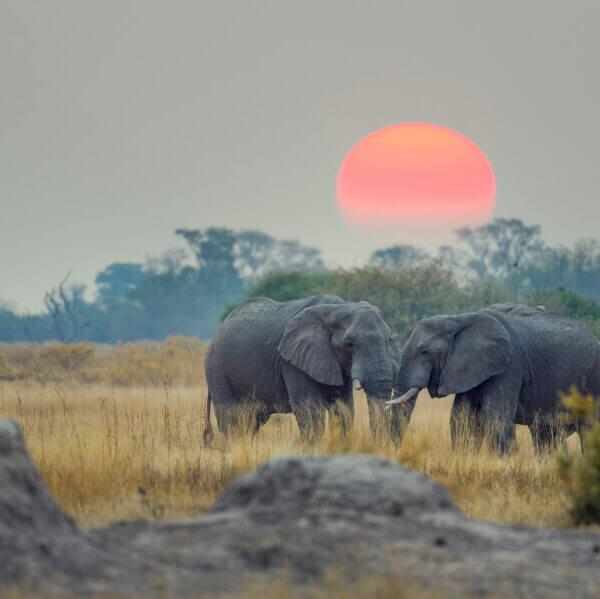 Elefanten in Tansania bei Sonnenuntergang