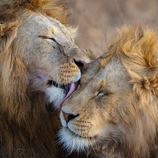 Löwen auf Safari