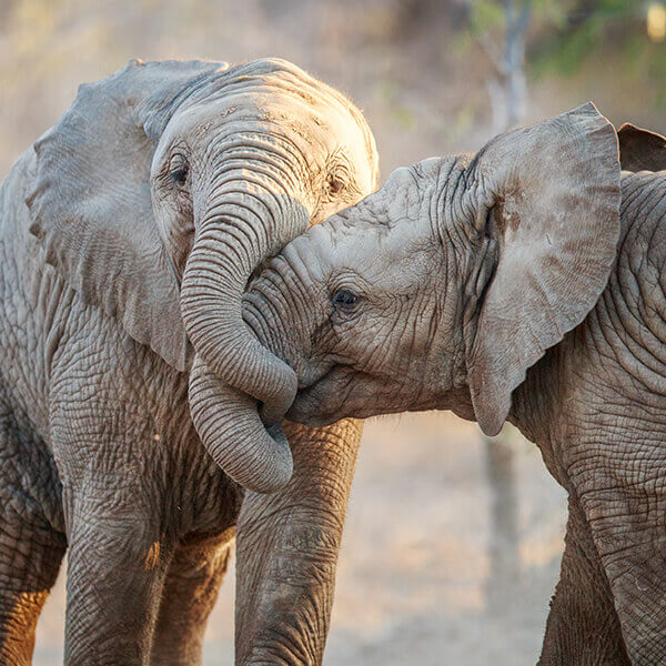 Serengeti Nationalpark Elefanten