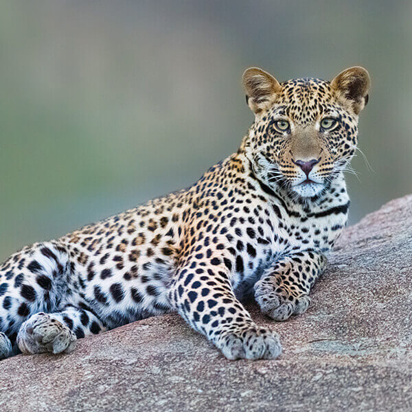 Leopard in der Serengeti auf Safari
