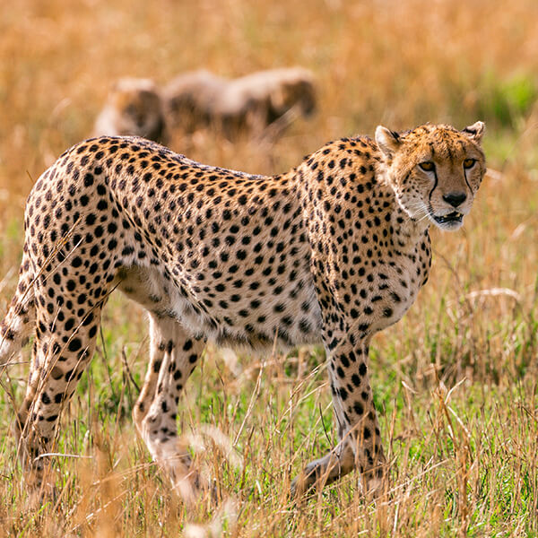 Tansania Safari mit Gepard in der Serengeti