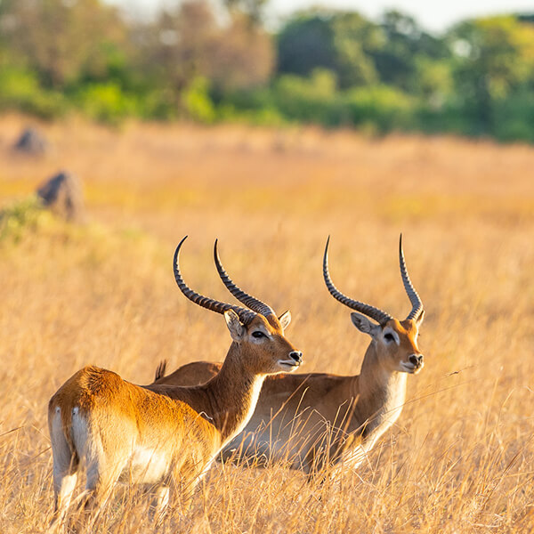 afrika-safari-reise-antilope