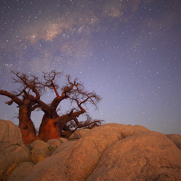 Baobab in Afrika