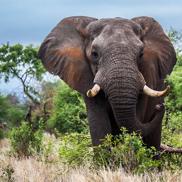 Elefant auf Safari