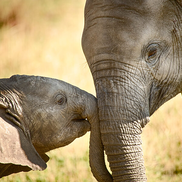 Elefantenmutter mit Baby