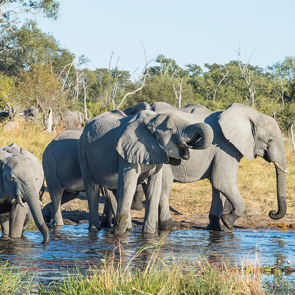 Elefanten trinken in Afrika