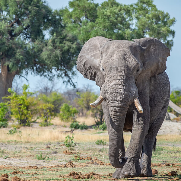 Elefantenbulle in Afrika