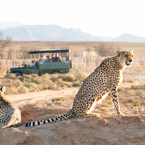 Geparden auf Safari