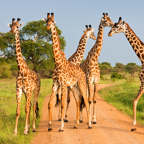 Giraffen auf Safari in Afrika