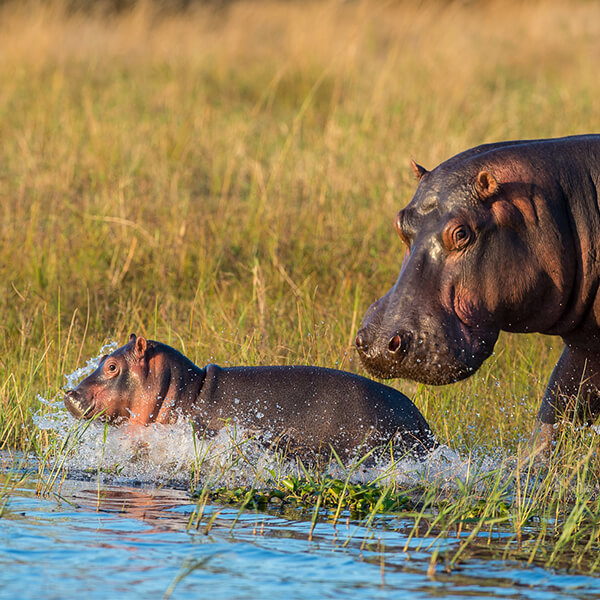 Hippos in Afrika