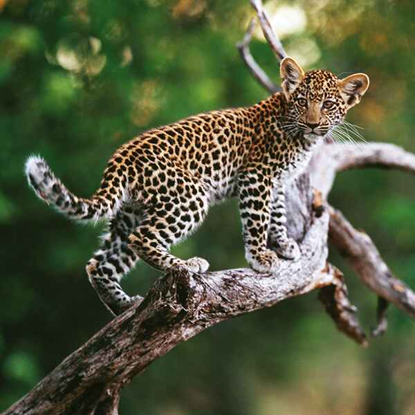afrika-safari-reise-leopard-baby