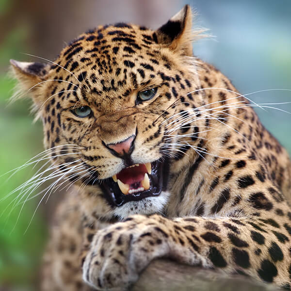 afrika-safari-reise-leopard-brüllt