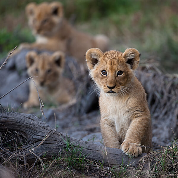 Löwen Babies auf Safari