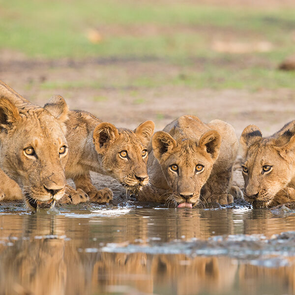 Löwen trinken auf Afrika Safari