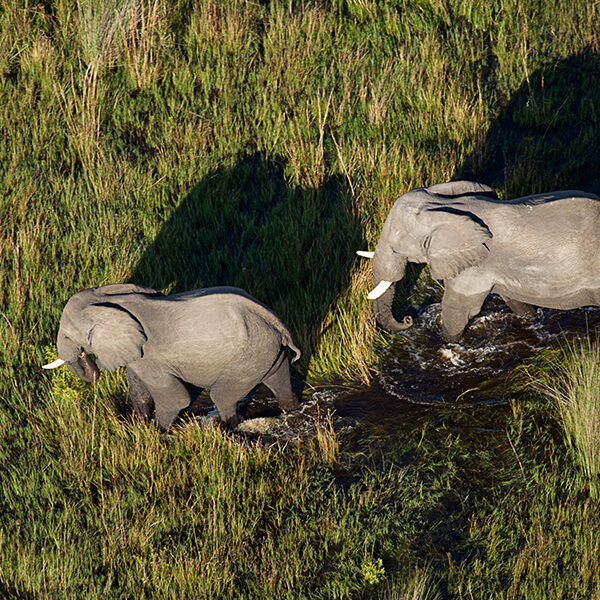 Deine Botswana Safari