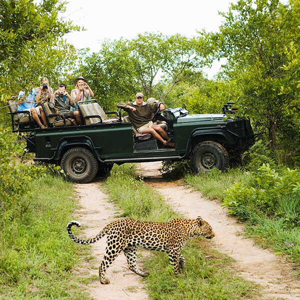 Pirschfahrt in Afrika mit Leopard