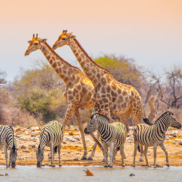 afrika-safari-reise-wasserloch-namibia