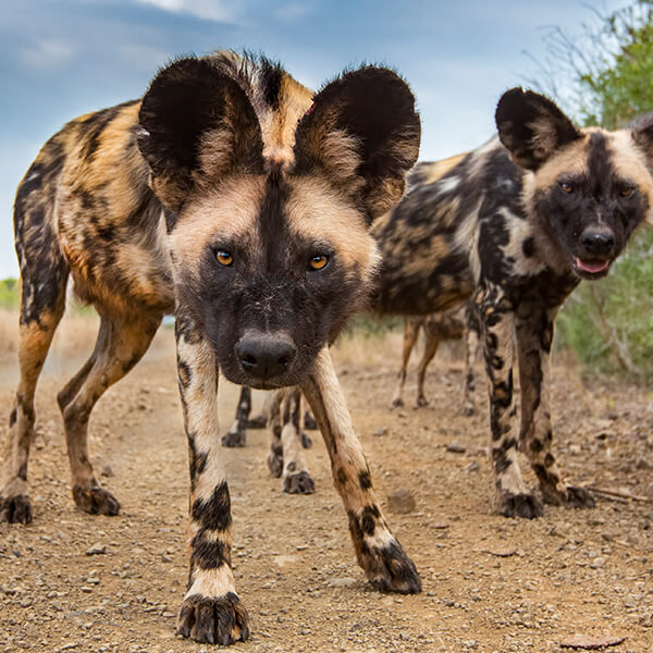 afrika-safari-reise-wilddogs