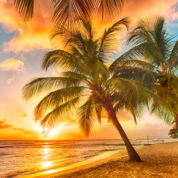 Palme am Strand bei Sonnenuntergang